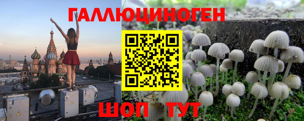 Псилоцибиновые грибы Psilocybine cubensis Ипатово